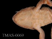 Japanese wrinkled frog Collection Image, Figure 3, Total 13 Figures